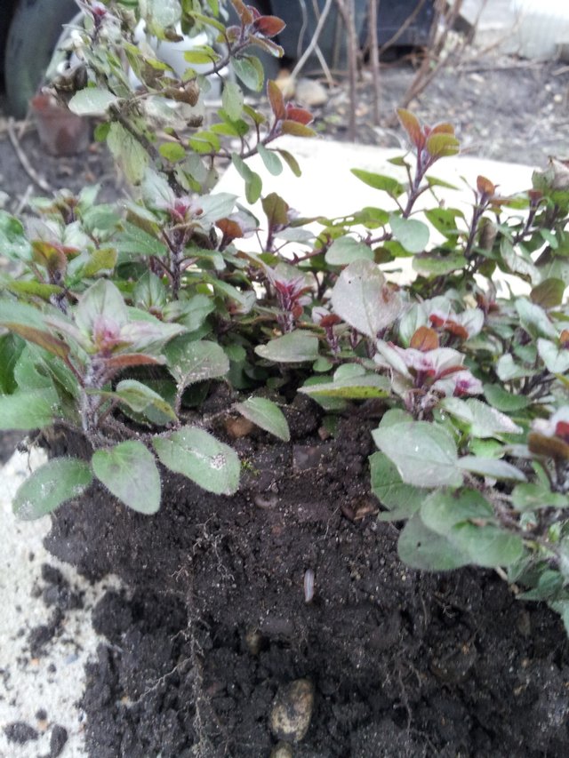 Preview of the first image of Oregano plant.