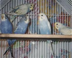 Preview of the first image of baby budgies most colours available.