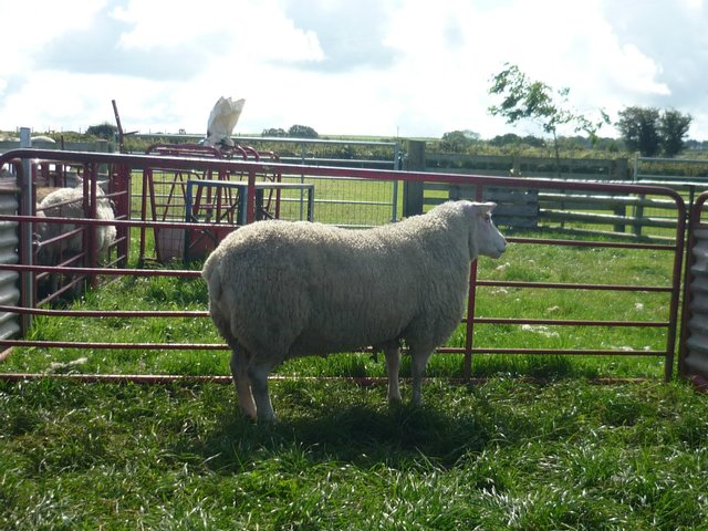 Preview of the first image of Charmoise Sheep Lloyd Brynwerydd.