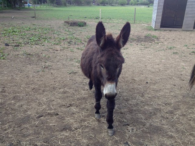 Image 2 of Donkey for shared loan