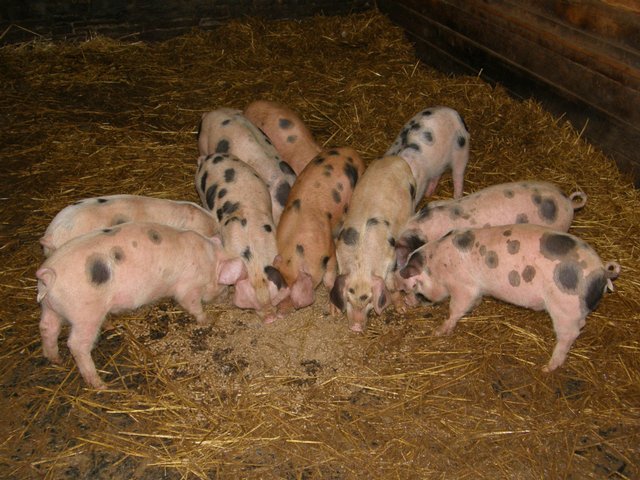 Image 2 of GLOUCESTER OLD SPOT X DUROC WEANERS