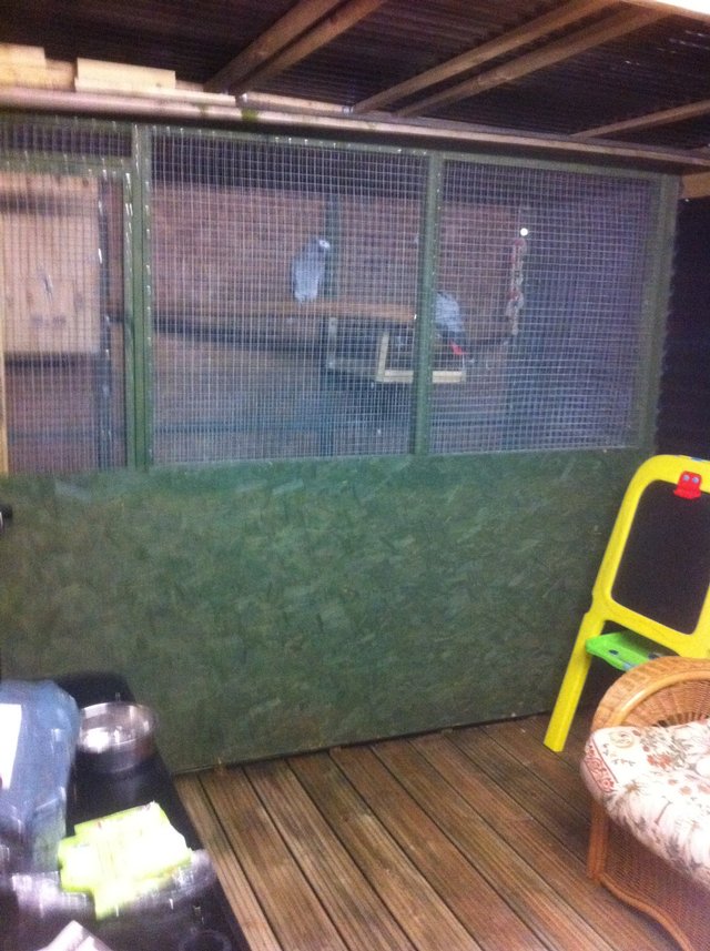 Image 3 of parrots and aviary birds wanted