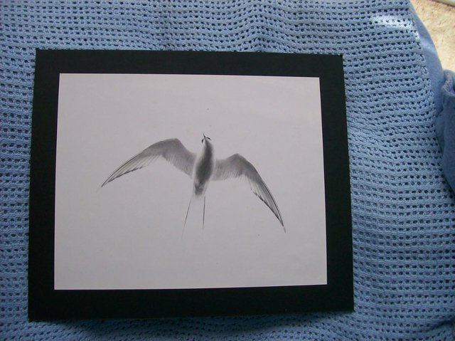 Preview of the first image of Framed Photo of Arctic Tern - Can be collected.