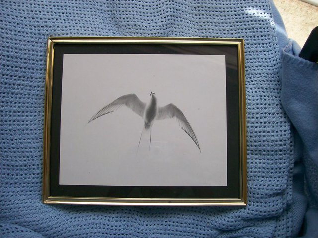 Image 2 of Framed Photo of Arctic Tern - Can be collected