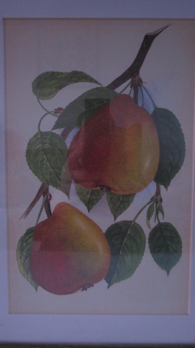 Preview of the first image of IKEA Framed Print of pear fruit branch.