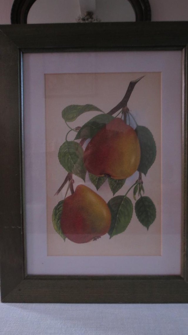 Image 2 of IKEA Framed Print of pear fruit branch