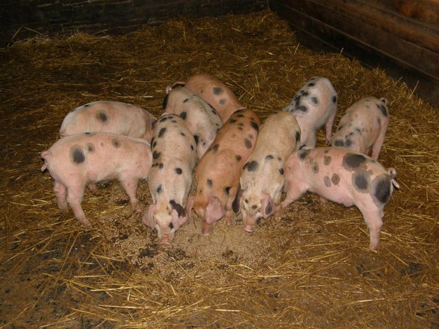 Preview of the first image of GLOUCESTER OLD SPOT X DUROC PIGS.