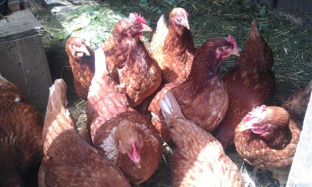 Preview of the first image of Free range point of lay chickens for sale..