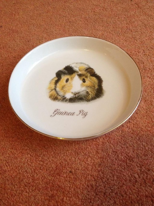 Preview of the first image of guinea pig dish.