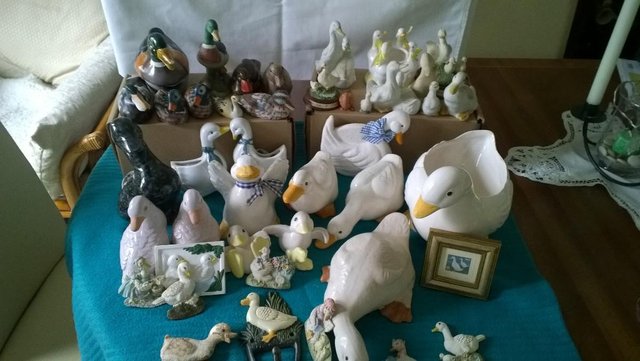 Image 2 of Duck collection- good home wanted!!!!!