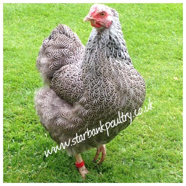 Image 3 of *POULTRY FOR SALE,EGGS,CHICKS,GROWERS,POL PULLETS*