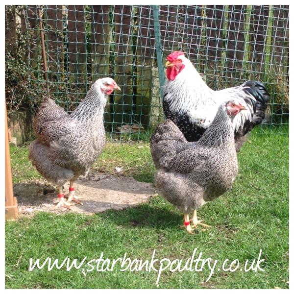 Image 4 of *POULTRY FOR SALE,EGGS,CHICKS,GROWERS,POL PULLETS*