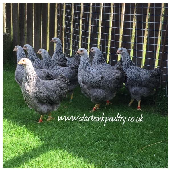 Image 5 of *POULTRY FOR SALE,EGGS,CHICKS,GROWERS,POL PULLETS*
