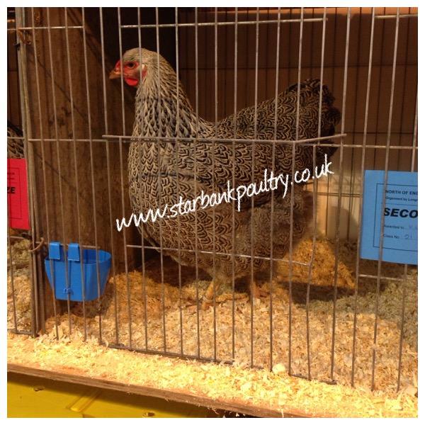 Image 8 of *POULTRY FOR SALE,EGGS,CHICKS,GROWERS,POL PULLETS*