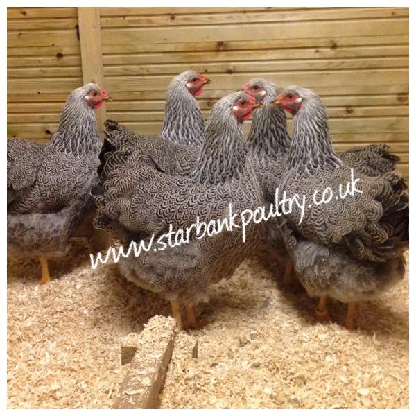 Image 9 of *POULTRY FOR SALE,EGGS,CHICKS,GROWERS,POL PULLETS*