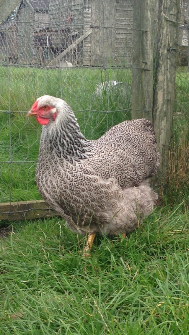 Image 12 of *POULTRY FOR SALE,EGGS,CHICKS,GROWERS,POL PULLETS*