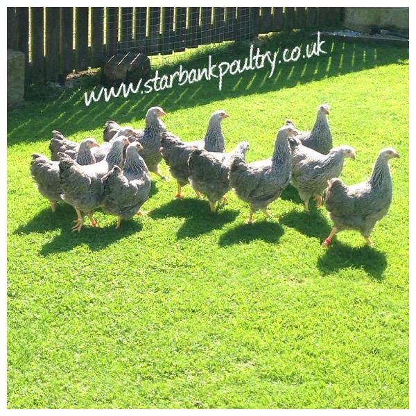 Image 13 of *POULTRY FOR SALE,EGGS,CHICKS,GROWERS,POL PULLETS*