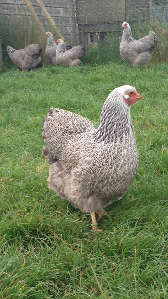 Image 14 of *POULTRY FOR SALE,EGGS,CHICKS,GROWERS,POL PULLETS*