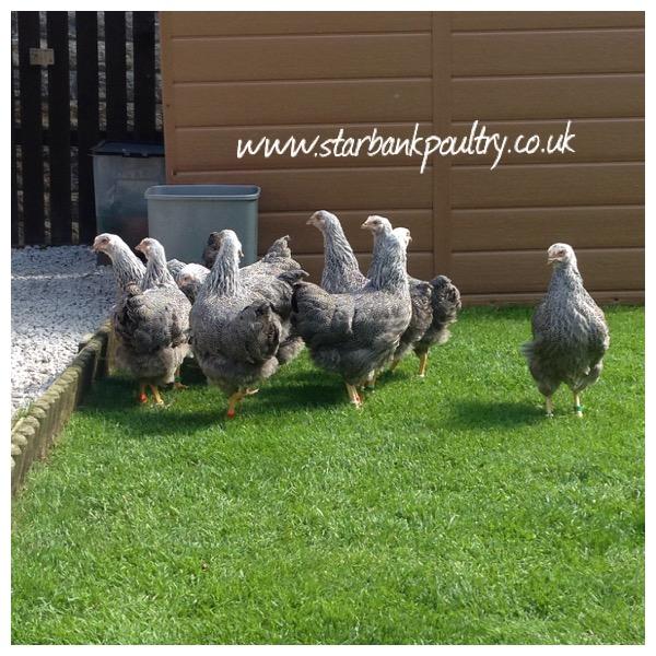 Image 15 of *POULTRY FOR SALE,EGGS,CHICKS,GROWERS,POL PULLETS*