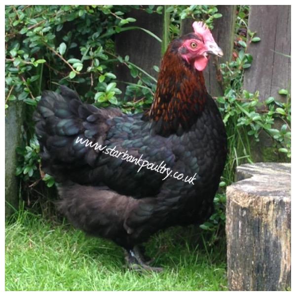 Image 17 of *POULTRY FOR SALE,EGGS,CHICKS,GROWERS,POL PULLETS*