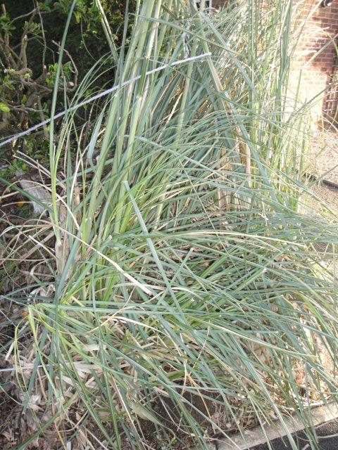 Preview of the first image of Pampas Grass plants - varying sizes.