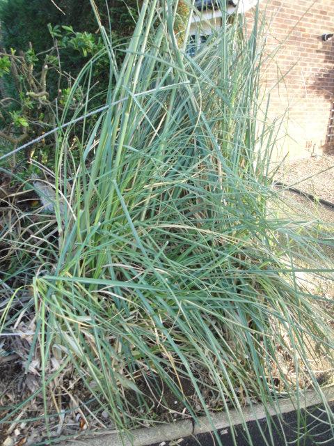 Image 2 of Pampas Grass plants - varying sizes