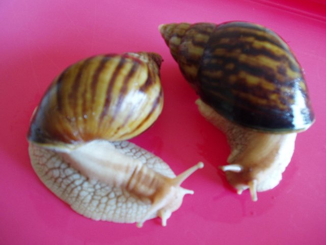 Preview of the first image of PINK LIPPED GIANT AFRICAN LAND SNAILS..