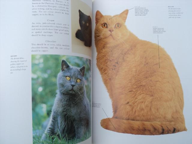Image 4 of CATS....The Complete CAT Book!..............................
