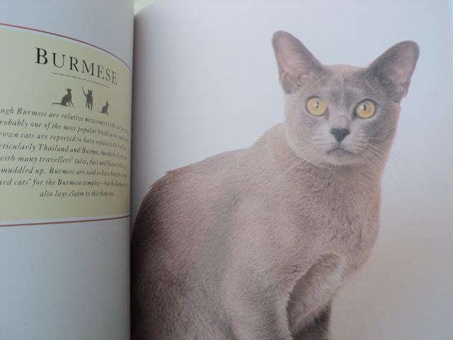 Image 6 of CATS....The Complete CAT Book!..............................