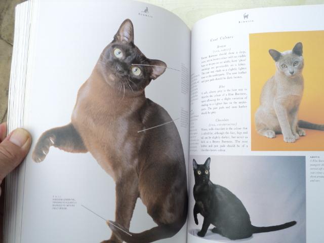 Image 8 of CATS....The Complete CAT Book!..............................