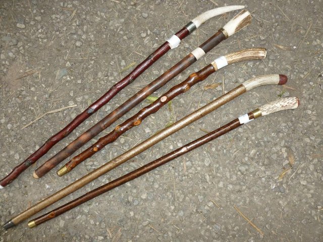 Preview of the first image of Wood Show canes with antler horn ends.
