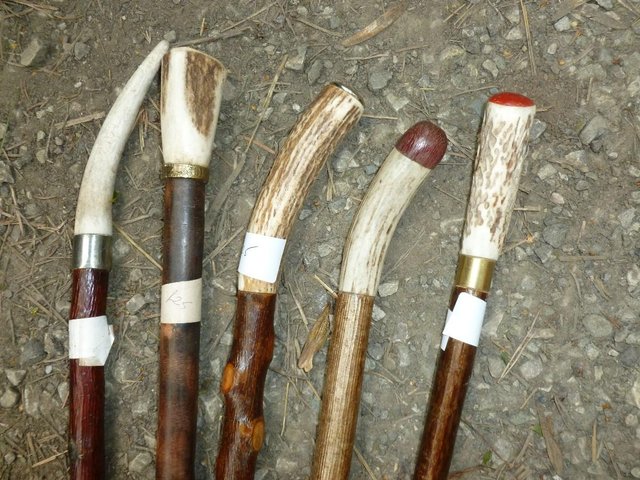 Image 2 of Wood Show canes with antler horn ends