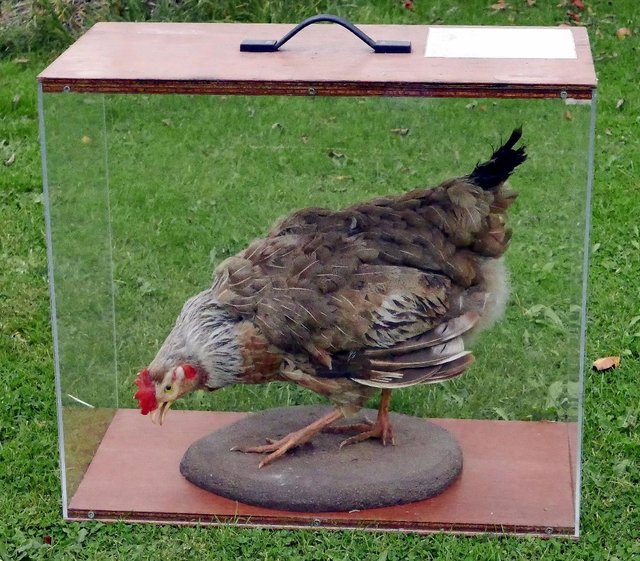Image 2 of Real stuffed hen in display case