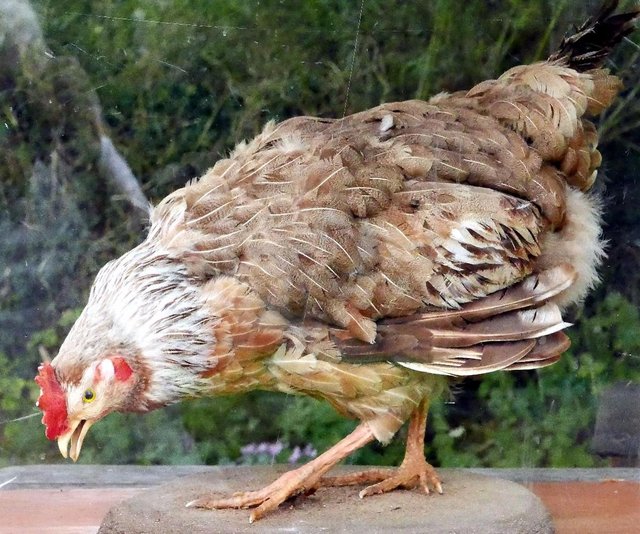 Preview of the first image of Real stuffed hen in display case.