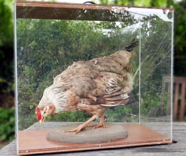 Image 3 of Real stuffed hen in display case
