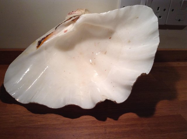 Preview of the first image of BIG SEASHELL.