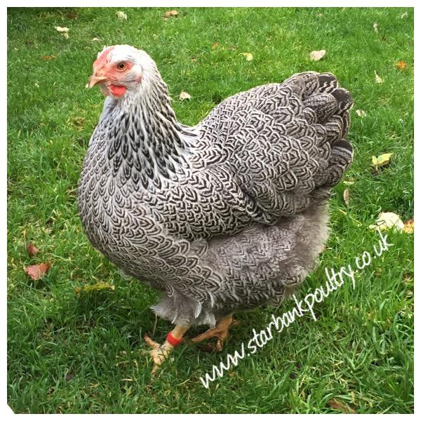 Image 18 of *POULTRY FOR SALE,EGGS,CHICKS,GROWERS,POL PULLETS*