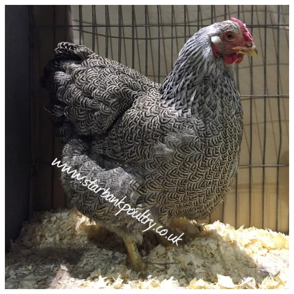 Image 19 of *POULTRY FOR SALE,EGGS,CHICKS,GROWERS,POL PULLETS*