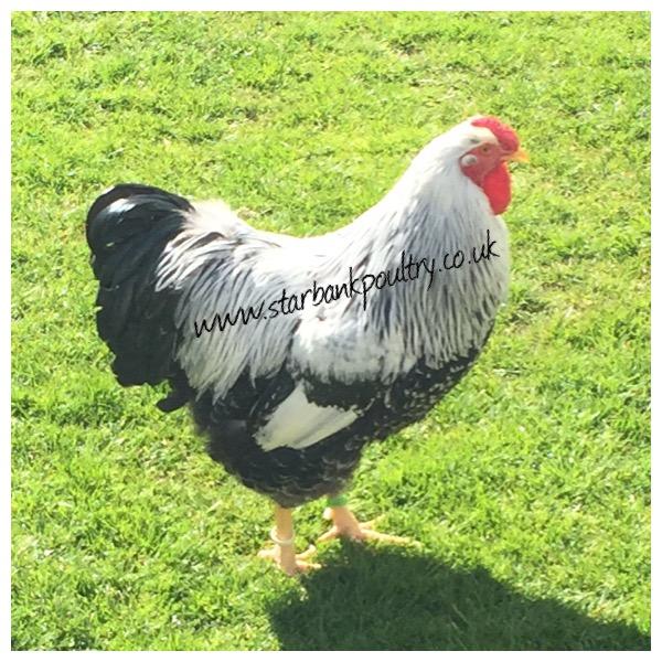 Image 21 of *POULTRY FOR SALE,EGGS,CHICKS,GROWERS,POL PULLETS*