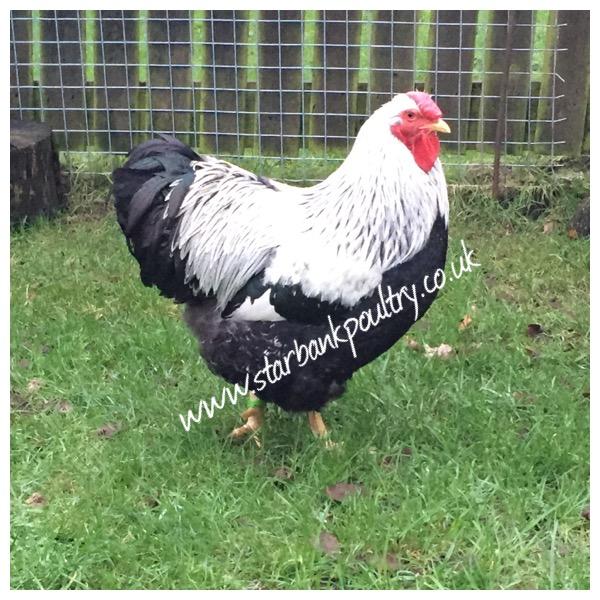 Image 22 of *POULTRY FOR SALE,EGGS,CHICKS,GROWERS,POL PULLETS*