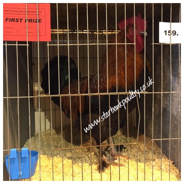 Image 23 of *POULTRY FOR SALE,EGGS,CHICKS,GROWERS,POL PULLETS*
