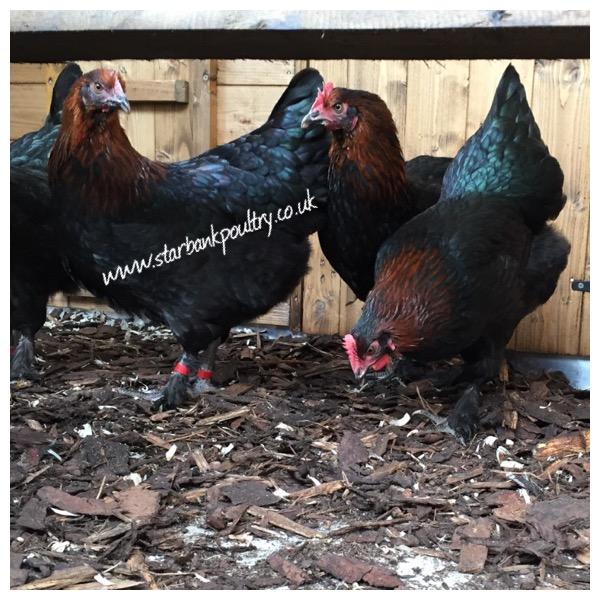 Image 27 of *POULTRY FOR SALE,EGGS,CHICKS,GROWERS,POL PULLETS*