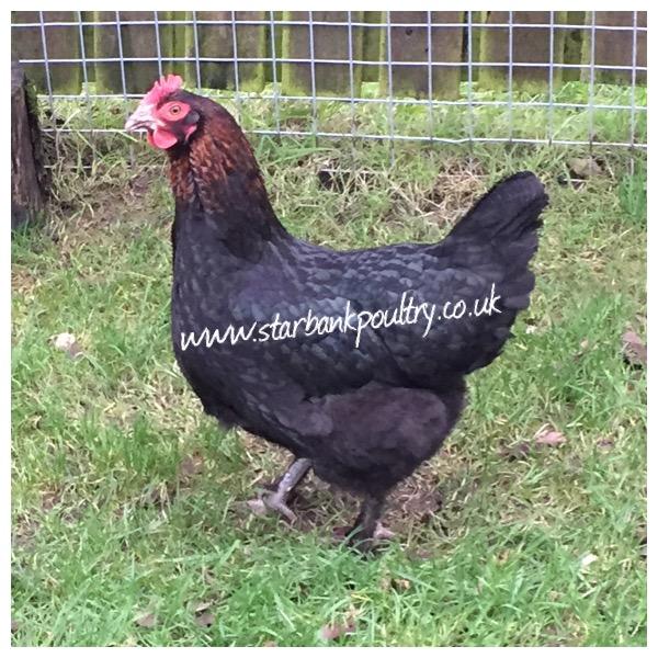Image 28 of *POULTRY FOR SALE,EGGS,CHICKS,GROWERS,POL PULLETS*