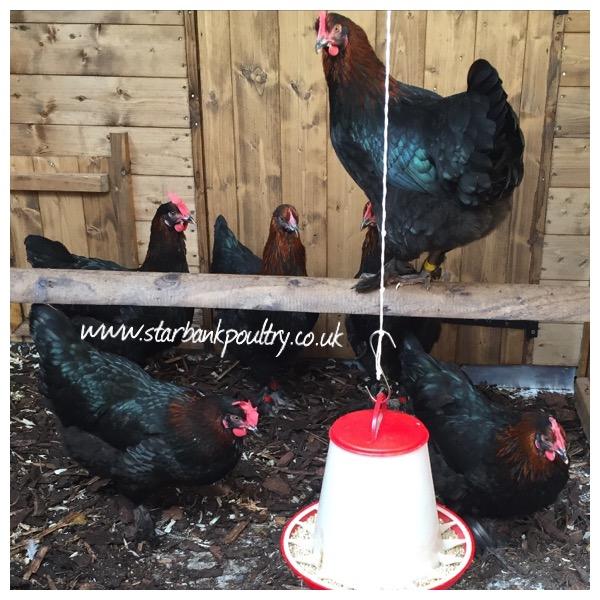 Image 30 of *POULTRY FOR SALE,EGGS,CHICKS,GROWERS,POL PULLETS*