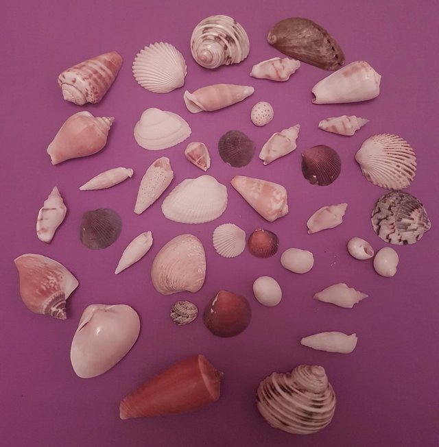 Preview of the first image of Assortment Of Small Decorative Shells.