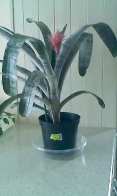Preview of the first image of Urn/Silver Vase Plant. Aechmea.