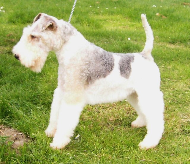 Preview of the first image of Wire Haired Fox Terrier at stud.
