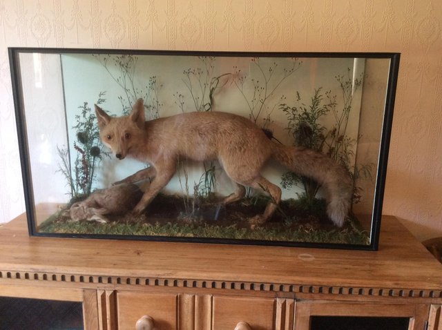 Preview of the first image of Taxidermy fox and rabbit in cabinet.