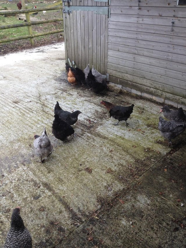 Preview of the first image of FOR SALE POL CHICKENS...........