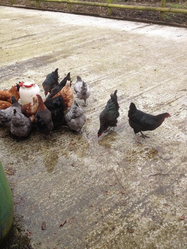 Image 2 of FOR SALE POL CHICKENS..........